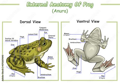 external anatomy  frog stock vector adobe stock