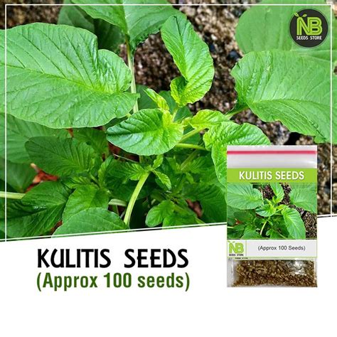 ☫kulitis Seeds Spinach Approx 100 Seeds Shopee Philippines