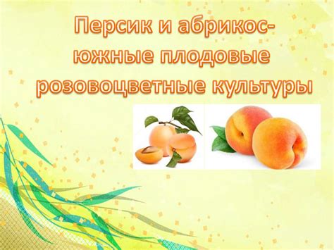 Розоцветные персик абрикос - презентация онлайн