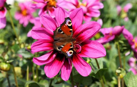 Wallpaper Flower Summer Macro Pink Butterfly Emperor Moth Images