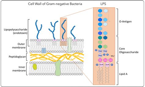 What are Endotoxins (LPS) - Explanation and info Citeq Biologics