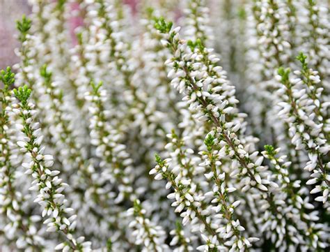 Calluna Vulgaris Guide How To Grow And Care For Scotch Heather