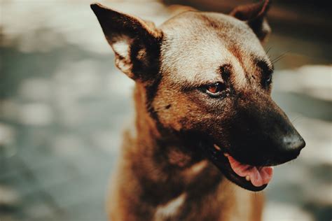 무료 이미지 강아지 송곳니 착한 애 닫다 주둥이 척골가 있는 혀 거리 개 포유 동물처럼 개 6000x4000