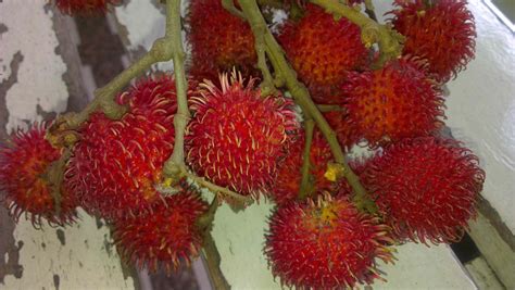 In Pinay's footsteps: RED RAMBUTAN