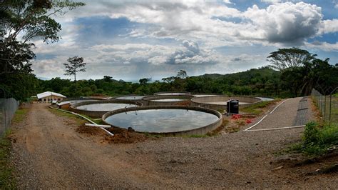 tilapia fish farm brian rossen flickr