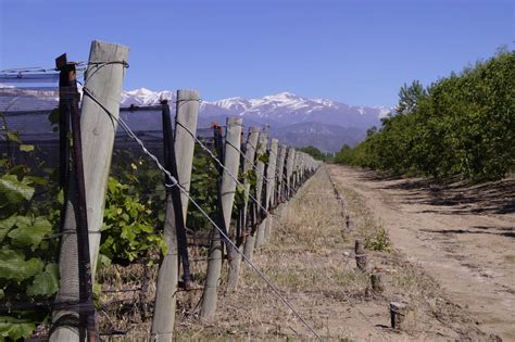 Mauricio Lorca Uruguay Ucopia World Wines