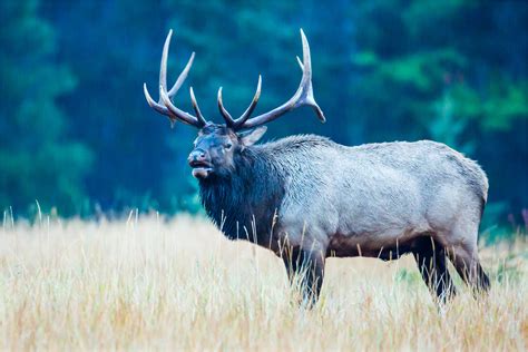 Wapiti Christopher Martin Photography