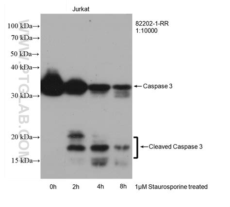 Caspase Antibody Rr Proteintech