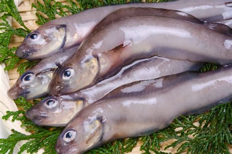 Eelpout stock image. Image of seafood, vertebrate, eelpout - 24224369