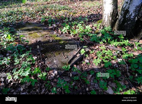 Abandoned Cemetery Castolovice Ceska Lipa Czech Republic The