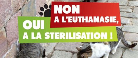 Campagne De St Rilisation Des Chats Errants Du Au