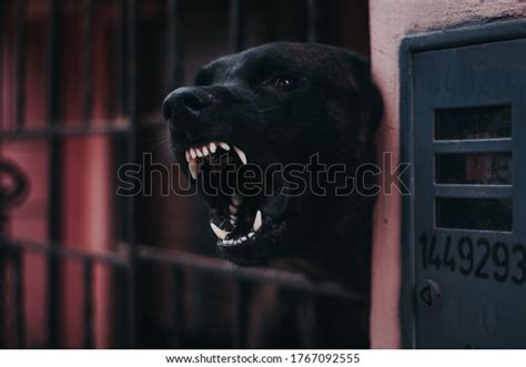 Dog Barking Night Royalty-Free Images, Stock Photos & Pictures ...