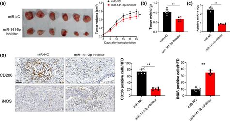 The Effect Of Mir P On Oc Cell Development And M Polarization