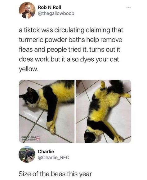 Bees Cats Know Your Meme