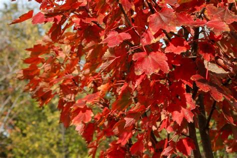 Maple October Glory Tree Top Nursery Landscape Inc