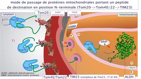 Protéines portant un peptide N terminal de destination 10