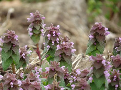 Purple Deadnettle College Of Agriculture Forestry And Life Sciences Clemson University