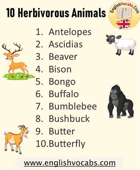 10 Names Of Herbivorous Animals English Vocabs