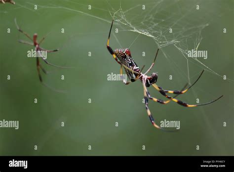 Black widow spider mating hi-res stock photography and images - Alamy