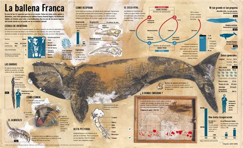 Infograf A A La Vanguardia Jaime Franca Y La Ballena Serra