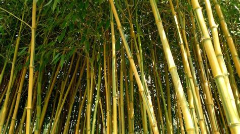 Jenis Bambu Yang Tumbuh Di Indonesia, Kenali Karakteristiknya ...