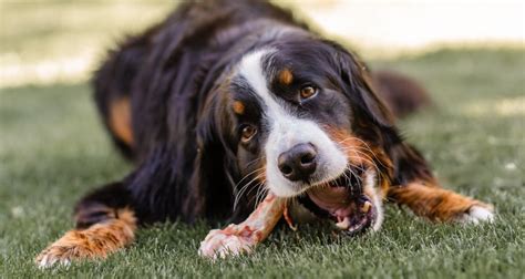 Osso para cachorro: faz mal? (e cuidados importantes) - VetSaúde