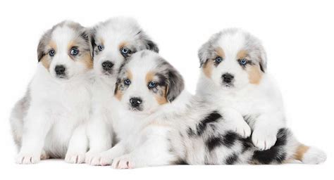 Australian Shepherd Names – 200 Amazing Aussie Dog Ideas