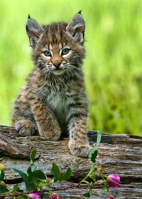 Lynx Kitten Posing Pretty Cats Beautiful Cats Animals Beautiful