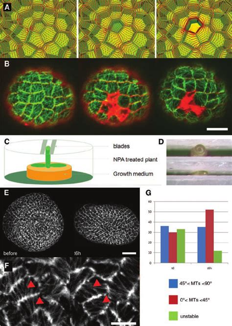 Reorientation Of The Cortical Microtubules In The Presence Of A