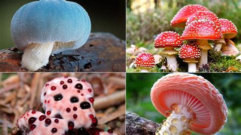 Poisonous mushrooms you need to know | Vinmec