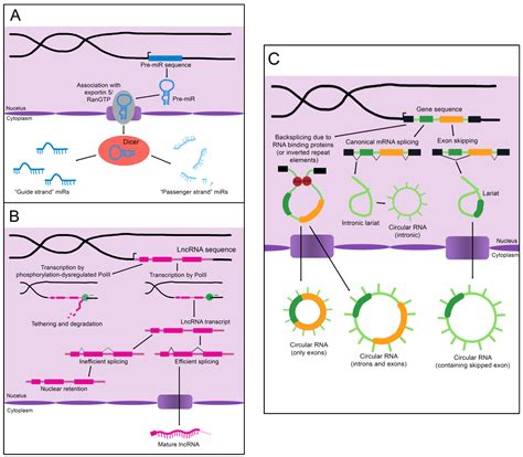 The Major Types Of Non Coding Rnas Encyclopedia Mdpi