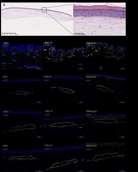 Histological Analysis And Immunostaining Of The Skin Equivalent With