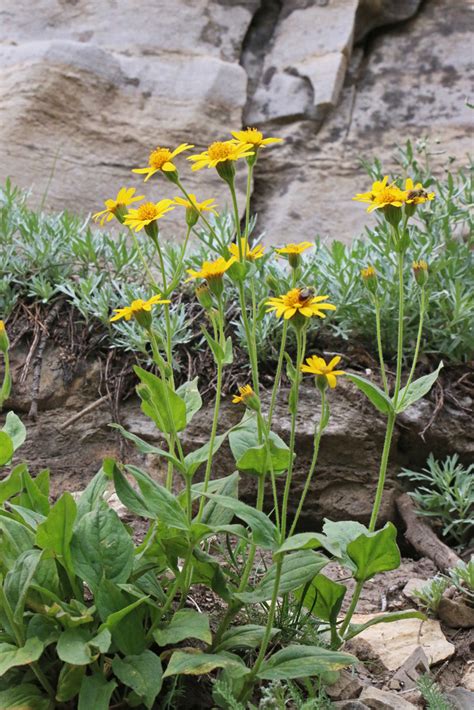 Broadleaf Arnica Tz Sampling Guide · Inaturalist