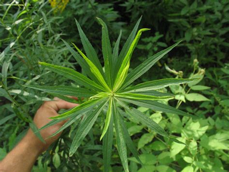 Botanical Understanding Fibonacci In Nature