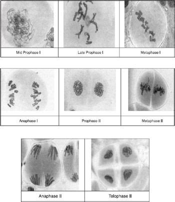 Stages Of Mitosis And Meiosis Under Microscope