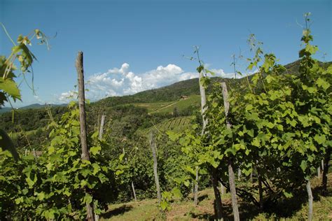 All Alto Piemonte Il Titolo Di Citt Europea Del Vino Inlibert