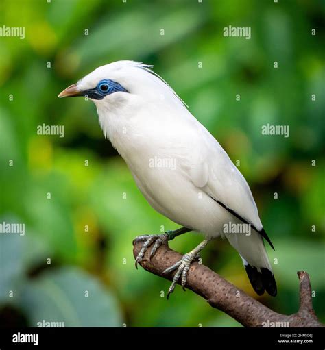 Bali Myna Feet Hi Res Stock Photography And Images Alamy