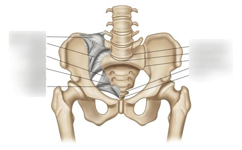 Diagram Of Sacroiliac Joint And Pubic Symphysis Quizlet