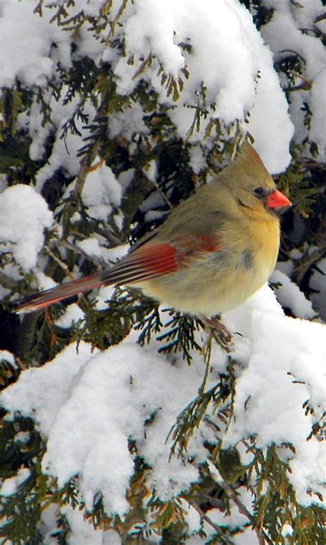 Female Cardinal in Snowy Tree. | Pet birds, Backyard birds, Beautiful birds