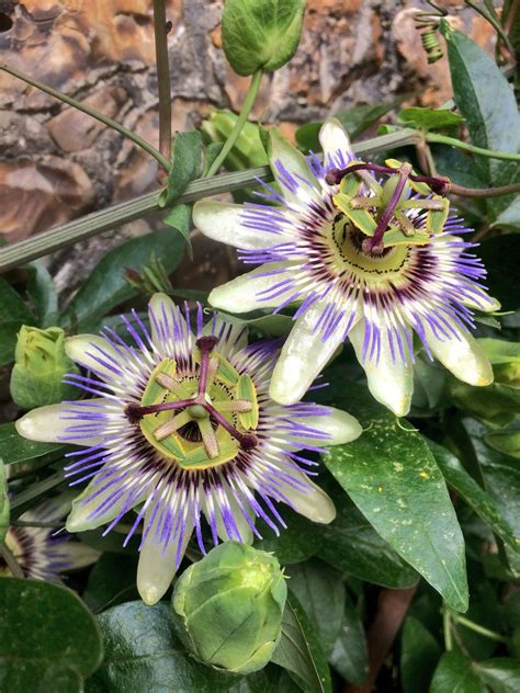 Passiflora Caerulea L Plants Of The World Online Kew Science