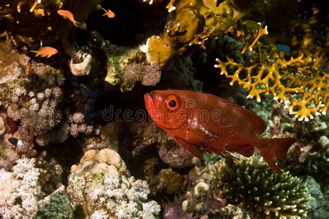 Crescent Tail Bigeye Fish Swimming Together Stock Image Image Of