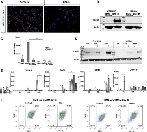 Cd163 Expression Defines Specific Irf8 Dependent Immune Modulatory Macrophages In The Bone