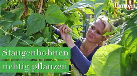 Stangenbohnen pflanzen pflegen ernten Mein schöner Garten