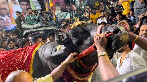 Bahubali And Comando Bulls Special Attraction In Laddu Yadav Sadar