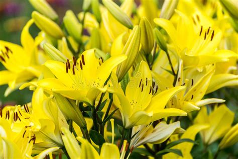 Porciones De Lirios Amarillos Hermosos En Macizo De Flores Imagen De