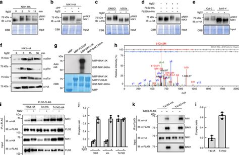 Flg22 Induces BAK1 Mediated NIK1 Phosphorylation Which Enhances NIK1s