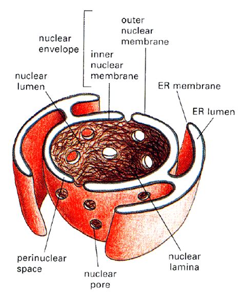 4 Nuclear Envelope And Er Source Alberts Et Al 1997 Download Scientific Diagram