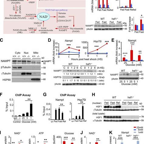 Hsf Mediated Regulation Of Nampt And The Nad Salvage Biosynthetic