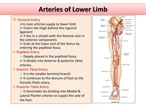 Lower Limb Arteries Diagram Images Photos Mungfali