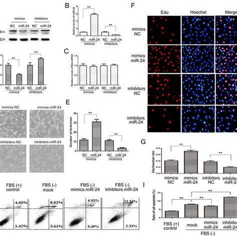 The MiR 24 Bim Pathway Regulates Angiogenesis A And C Bim Protein A